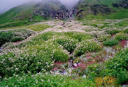 White blooms in the Valley of Flowers