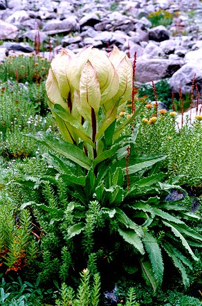 Brahma Kamal