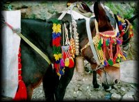 A Decorated Mule