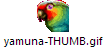 yamuna-THUMB.gif